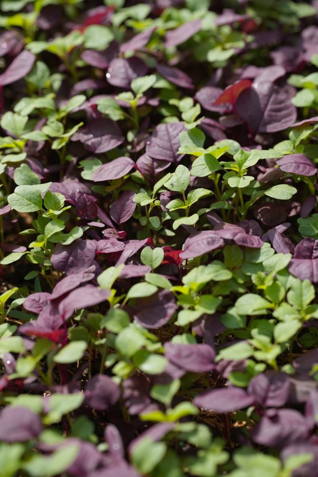 Chư tăng và công quả nội tự cùng thu hoạch rau cúng dường.