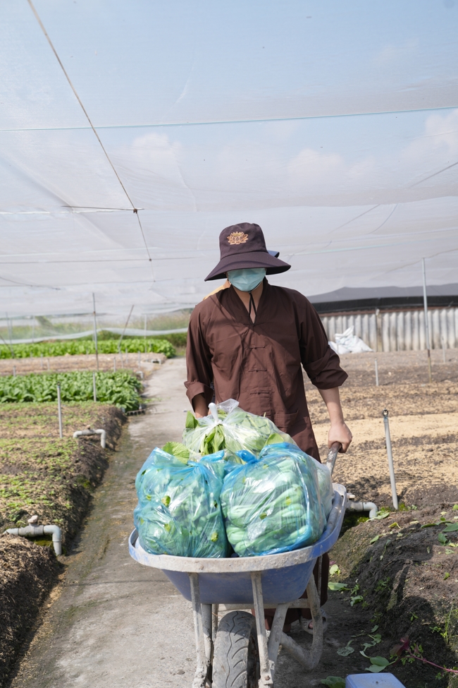 Chư tăng và công quả nội tự cùng thu hoạch rau cúng dường.