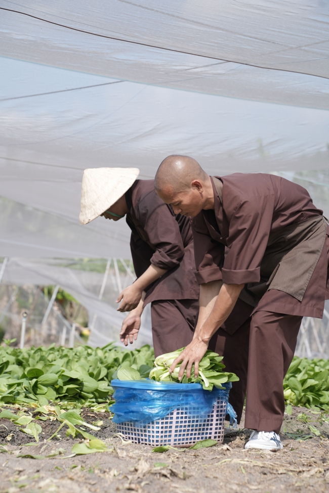 Chư tăng và công quả nội tự cùng thu hoạch rau cúng dường.