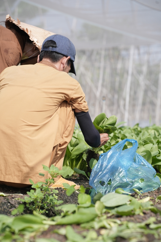 Chư tăng và công quả nội tự cùng thu hoạch rau cúng dường.