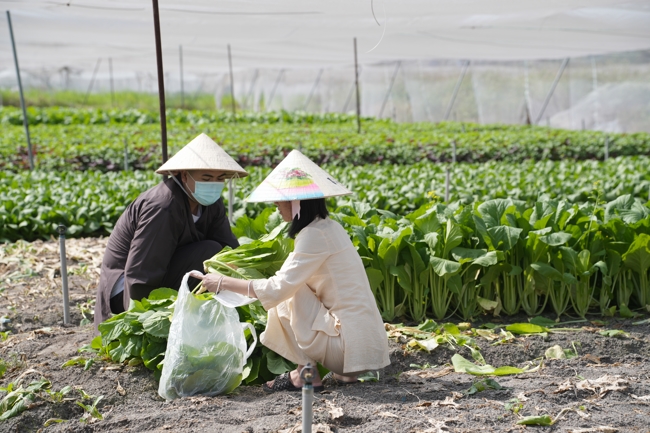 Chư tăng và công quả nội tự cùng thu hoạch rau cúng dường.