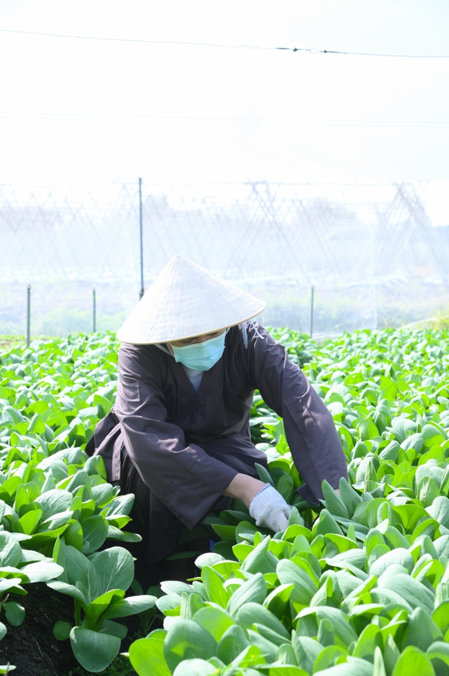 Chư tăng và công quả nội tự cùng thu hoạch rau cúng dường.