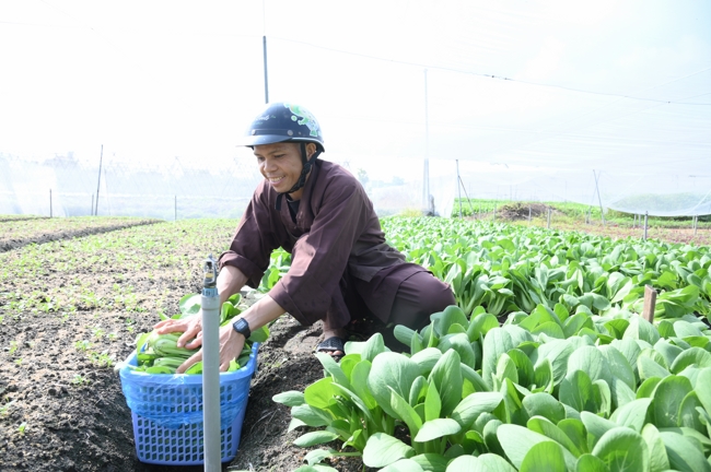 Chư tăng và công quả nội tự cùng thu hoạch rau cúng dường.
