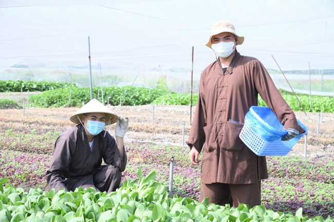 Chư tăng và công quả nội tự cùng thu hoạch rau cúng dường.