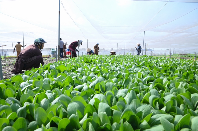 Chư tăng và công quả nội tự cùng thu hoạch rau cúng dường.