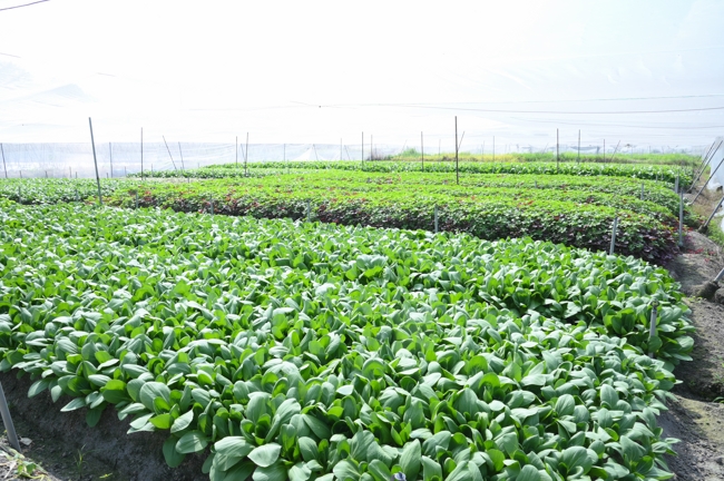 Chư tăng và công quả nội tự cùng thu hoạch rau cúng dường.