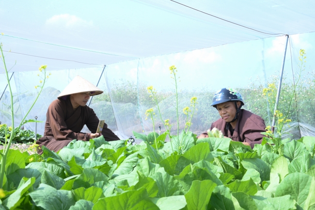 Chư tăng và công quả nội tự cùng thu hoạch rau cúng dường.