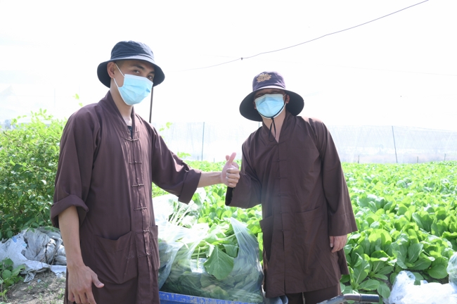 Chư tăng và công quả nội tự cùng thu hoạch rau cúng dường.