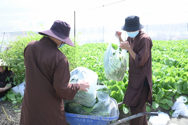 Chư tăng và công quả nội tự cùng thu hoạch rau cúng dường.