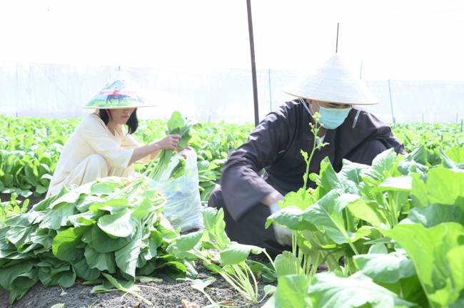 Chư tăng và công quả nội tự cùng thu hoạch rau cúng dường.