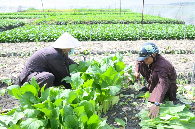 Chư tăng và công quả nội tự cùng thu hoạch rau cúng dường.
