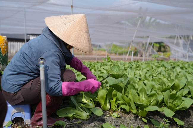 Chư tăng và công quả nội tự cùng thu hoạch rau cúng dường.