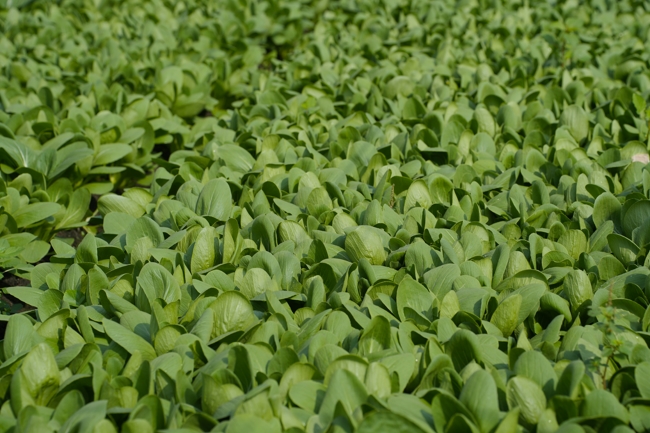 Chư tăng và công quả nội tự cùng thu hoạch rau cúng dường.