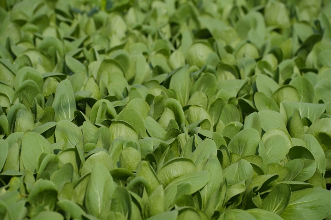 Chư tăng và công quả nội tự cùng thu hoạch rau cúng dường.