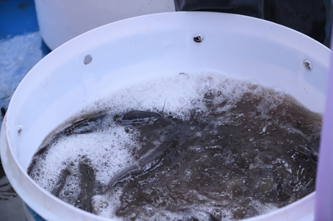 Freeing of creatures at Nhi Binh ferry (Hoc Mon)