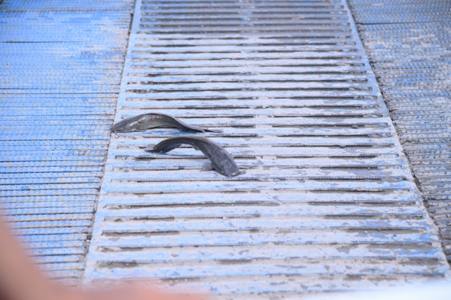 Freeing of creatures at Nhi Binh ferry (Hoc Mon)