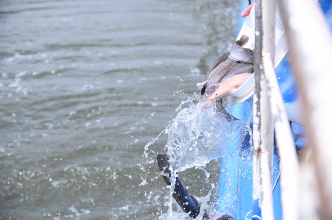 Freeing of creatures at Nhi Binh ferry (Hoc Mon)
