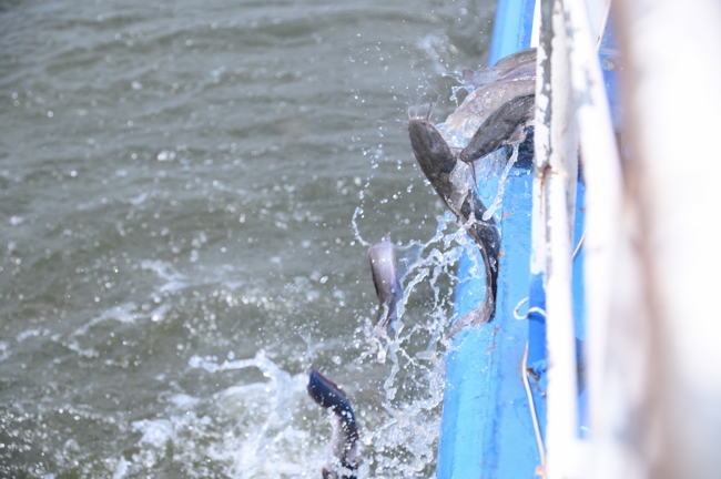 Freeing of creatures at Nhi Binh ferry (Hoc Mon)