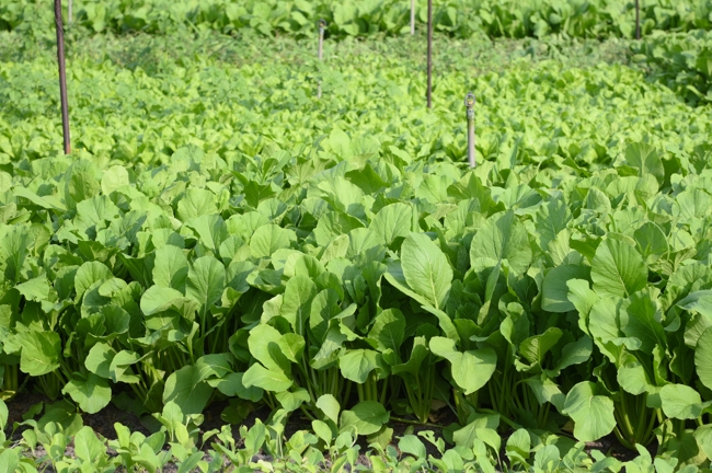 Chư Tăng và công quả nội tự chùa Hoằng Pháp tiếp tục chuyến đi thu hoạch rau cúng dường (Bình Dương).