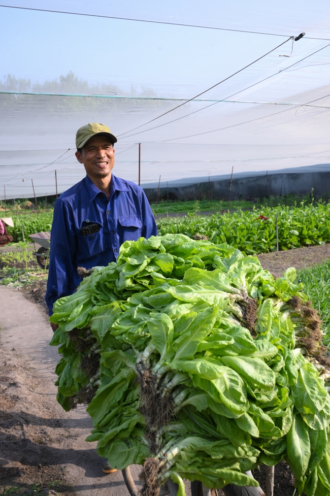 Chư Tăng và công quả nội tự chùa Hoằng Pháp tiếp tục chuyến đi thu hoạch rau cúng dường (Bình Dương).