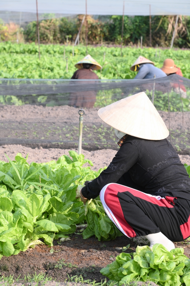 Chư Tăng và công quả nội tự chùa Hoằng Pháp tiếp tục chuyến đi thu hoạch rau cúng dường (Bình Dương).