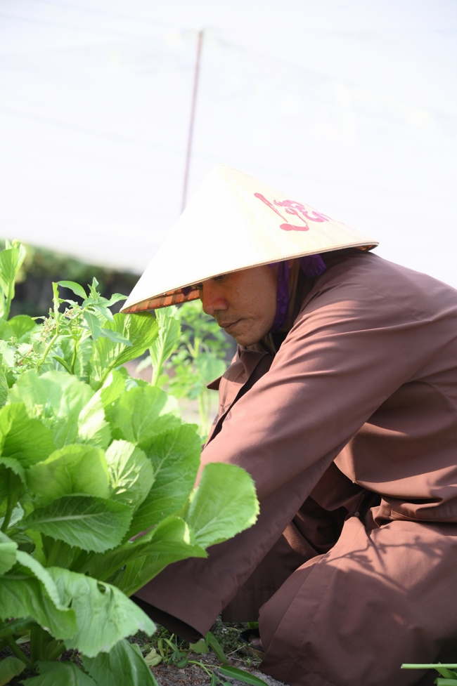 Chư Tăng và công quả nội tự chùa Hoằng Pháp tiếp tục chuyến đi thu hoạch rau cúng dường (Bình Dương).