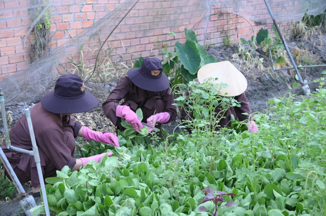 Chư Tăng và công quả nội tự chùa Hoằng Pháp tiếp tục chuyến đi thu hoạch rau cúng dường (Bình Dương).