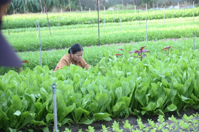 Chư Tăng và công quả nội tự chùa Hoằng Pháp tiếp tục chuyến đi thu hoạch rau cúng dường (Bình Dương).