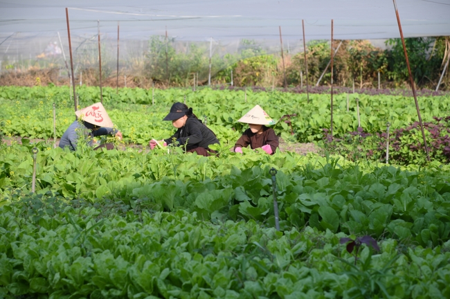 Chư Tăng và công quả nội tự chùa Hoằng Pháp tiếp tục chuyến đi thu hoạch rau cúng dường (Bình Dương).