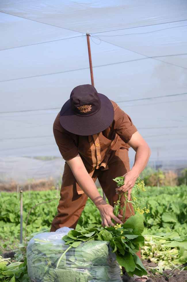 Chư Tăng và công quả nội tự chùa Hoằng Pháp tiếp tục chuyến đi thu hoạch rau cúng dường (Bình Dương).