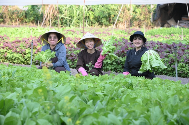 Chư Tăng và công quả nội tự chùa Hoằng Pháp tiếp tục chuyến đi thu hoạch rau cúng dường (Bình Dương).
