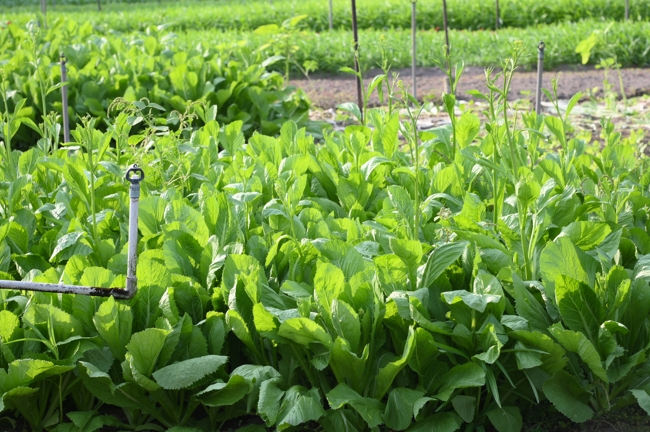 Chư Tăng và công quả nội tự chùa Hoằng Pháp tiếp tục chuyến đi thu hoạch rau cúng dường (Bình Dương).