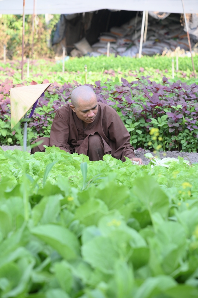 Chư Tăng và công quả nội tự chùa Hoằng Pháp tiếp tục chuyến đi thu hoạch rau cúng dường (Bình Dương).