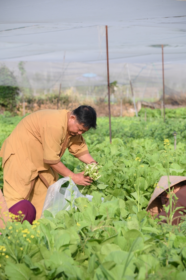 Chư Tăng và công quả nội tự chùa Hoằng Pháp tiếp tục chuyến đi thu hoạch rau cúng dường (Bình Dương).