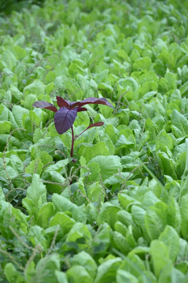 Chư Tăng và công quả nội tự chùa Hoằng Pháp tiếp tục chuyến đi thu hoạch rau cúng dường (Bình Dương).
