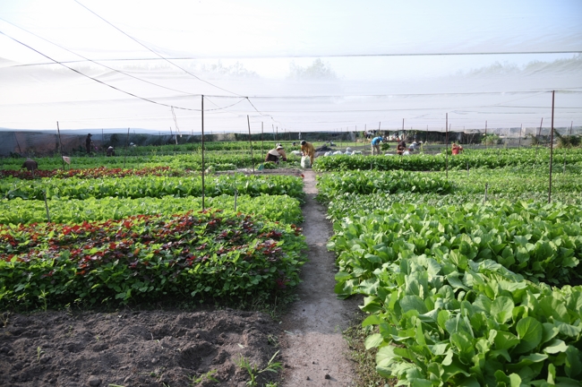 Chư Tăng và công quả nội tự chùa Hoằng Pháp tiếp tục chuyến đi thu hoạch rau cúng dường (Bình Dương).