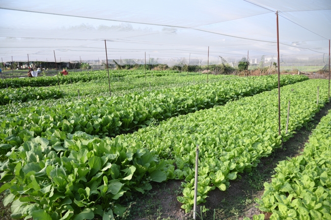 Chư Tăng và công quả nội tự chùa Hoằng Pháp tiếp tục chuyến đi thu hoạch rau cúng dường (Bình Dương).