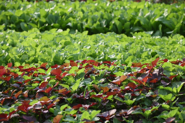 Chư Tăng và công quả nội tự chùa Hoằng Pháp tiếp tục chuyến đi thu hoạch rau cúng dường (Bình Dương).