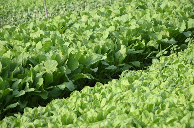 Chư Tăng và công quả nội tự chùa Hoằng Pháp tiếp tục chuyến đi thu hoạch rau cúng dường (Bình Dương).