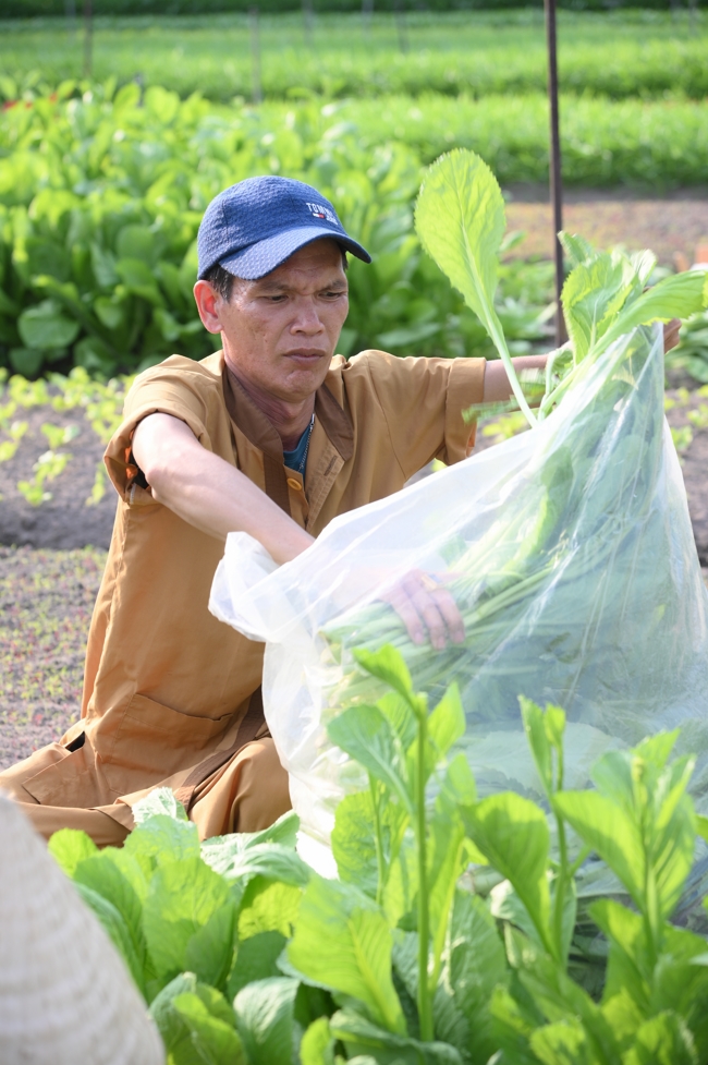 Chư Tăng và công quả nội tự chùa Hoằng Pháp tiếp tục chuyến đi thu hoạch rau cúng dường (Bình Dương).