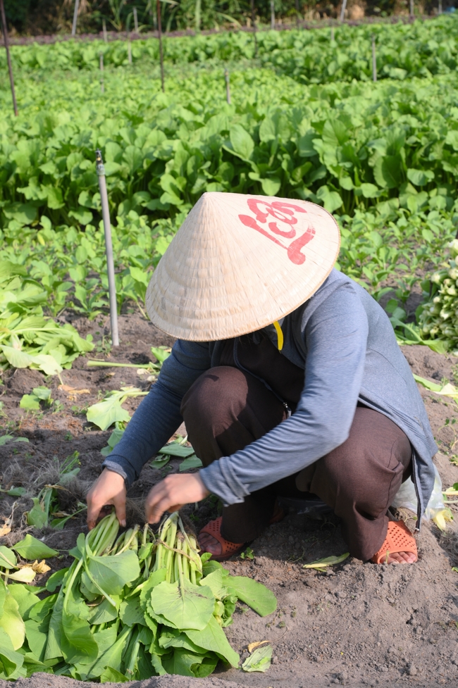 Chư Tăng và công quả nội tự chùa Hoằng Pháp tiếp tục chuyến đi thu hoạch rau cúng dường (Bình Dương).