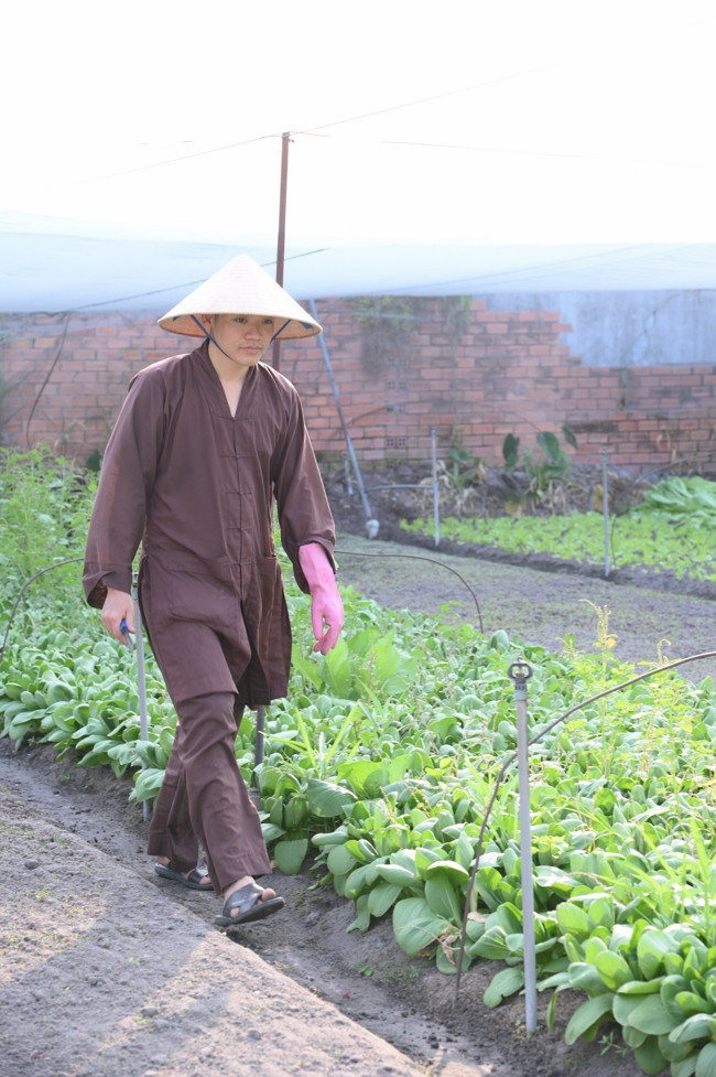 Chư Tăng và công quả nội tự chùa Hoằng Pháp tiếp tục chuyến đi thu hoạch rau cúng dường (Bình Dương).