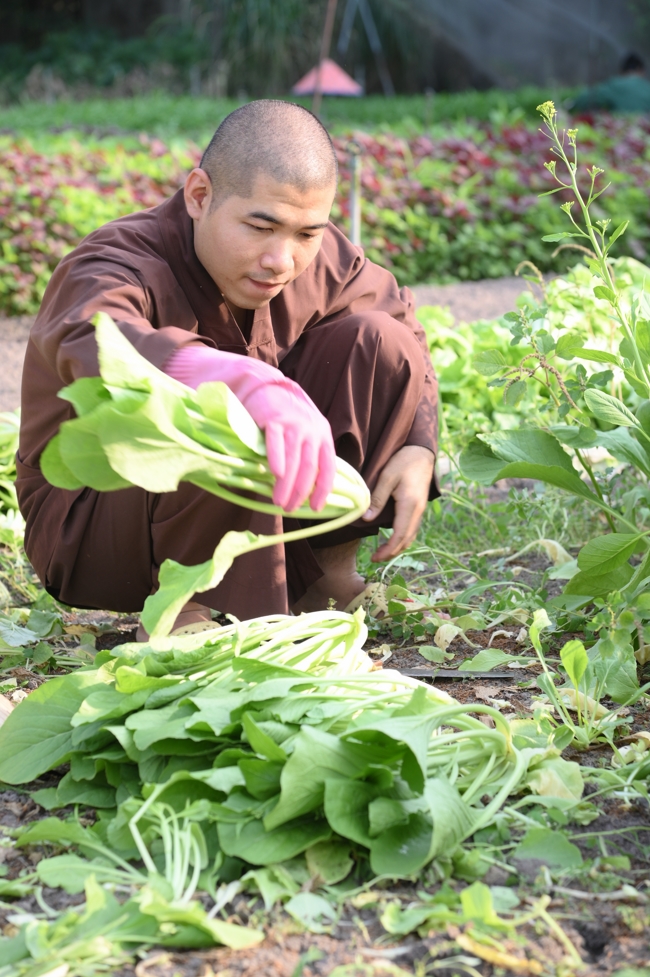 Chư Tăng và công quả nội tự chùa Hoằng Pháp tiếp tục chuyến đi thu hoạch rau cúng dường (Bình Dương).