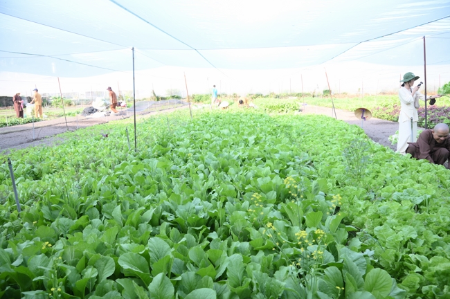 Chư Tăng và công quả nội tự chùa Hoằng Pháp tiếp tục chuyến đi thu hoạch rau cúng dường (Bình Dương).