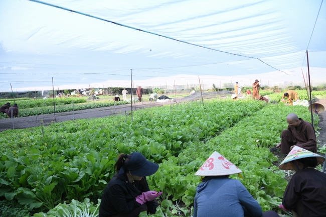 Chư Tăng và công quả nội tự chùa Hoằng Pháp tiếp tục chuyến đi thu hoạch rau cúng dường (Bình Dương).