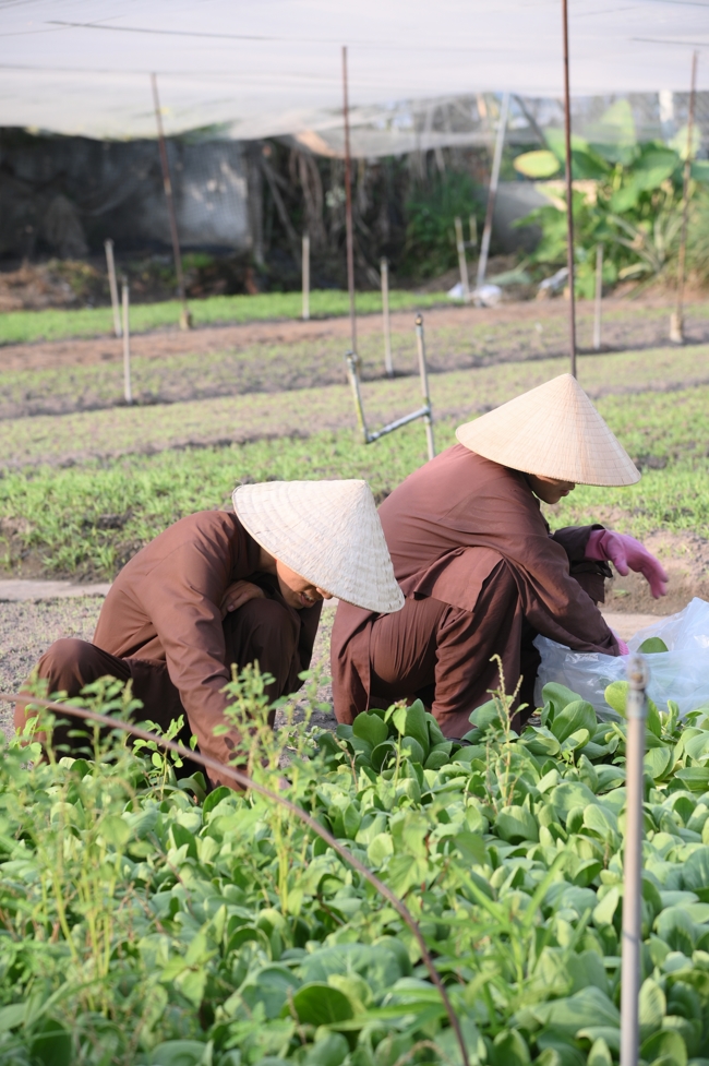 Chư Tăng và công quả nội tự chùa Hoằng Pháp tiếp tục chuyến đi thu hoạch rau cúng dường (Bình Dương).