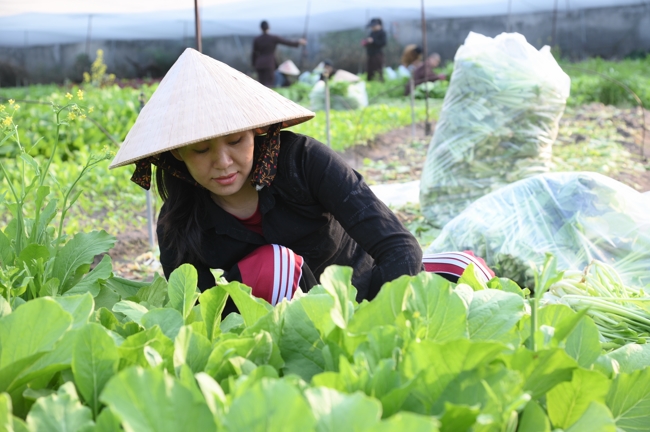 Chư Tăng và công quả nội tự chùa Hoằng Pháp tiếp tục chuyến đi thu hoạch rau cúng dường (Bình Dương).