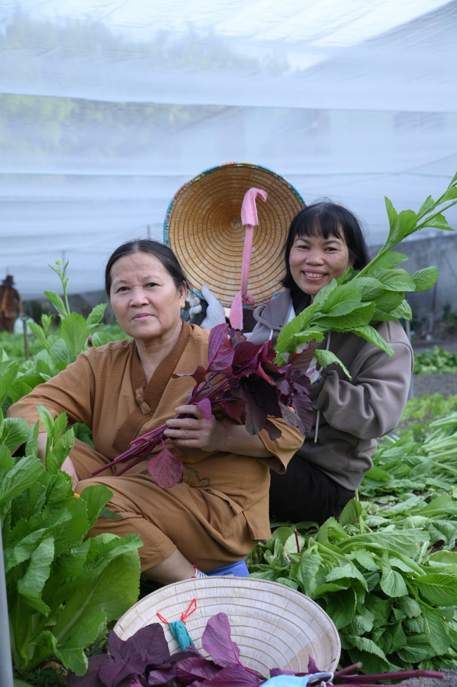 Chư Tăng và công quả nội tự chùa Hoằng Pháp tiếp tục chuyến đi thu hoạch rau cúng dường (Bình Dương).