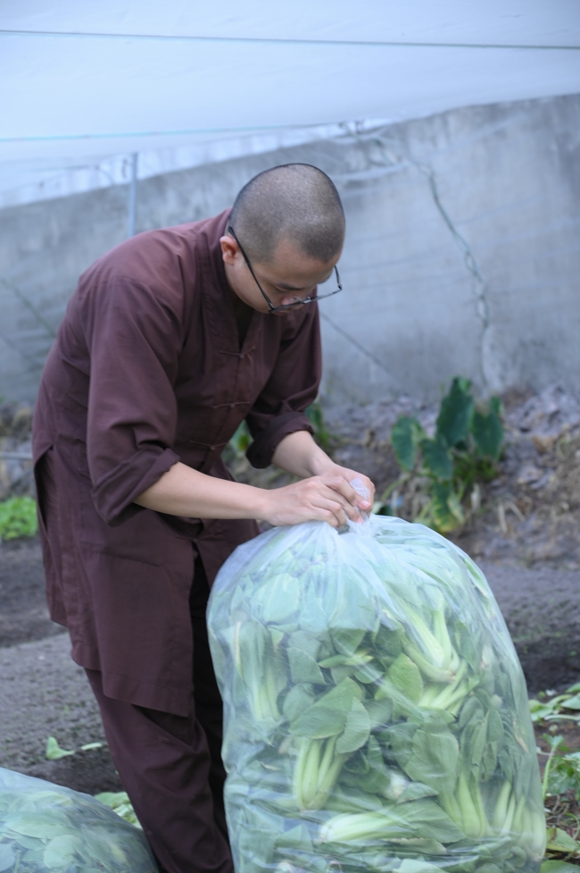 Chư Tăng và công quả nội tự chùa Hoằng Pháp tiếp tục chuyến đi thu hoạch rau cúng dường (Bình Dương).