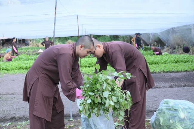 Chư Tăng và công quả nội tự chùa Hoằng Pháp tiếp tục chuyến đi thu hoạch rau cúng dường (Bình Dương).